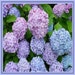 Owner of <a href='https://www.etsy.com/shop/priceapparel?ref=l2-about-shopname&from_page=listing' class='wt-text-link'>priceapparel</a>