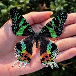 Puede incluir: Una mariposa verde, negra e iridiscente con largas antenas plumosas está posada en una mano. La mariposa tiene una envergadura de unos 10 cm.
