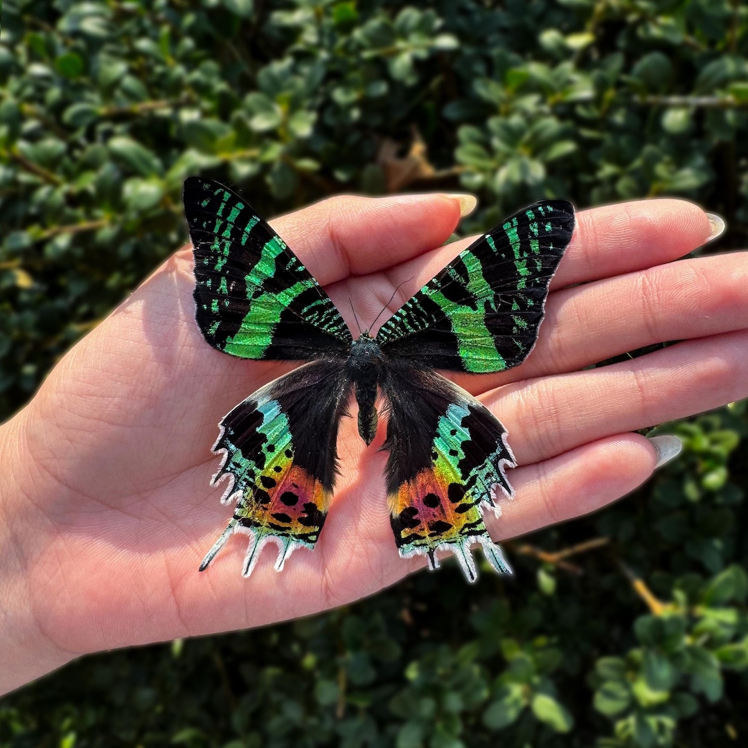 Handmade Real Sunset Moth Taxidermy - Double Spread Framed Entomology Art