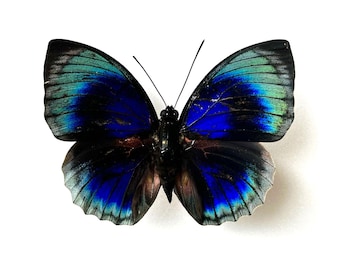 非常に珍しい赤いスノーアポロ蝶の額入り標本 - Parnassius nomion