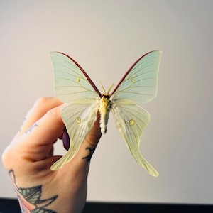 Actias Gnoma – Large, pale green, preserved butterfly | Rare Asian moon butterfly for cabinets of curiosities and entomological collections