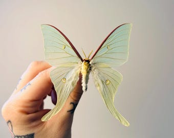Actias Gnoma – Grande farfalla verde pallido, conservata | Rara farfalla lunare asiatica per gabinetti delle curiosità e collezioni entomologiche
