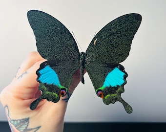 ミドリクジャクチョウ（学名：Papilio Peranthus Adamantius