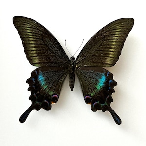 Papilio Maackii - Naturalized Emerald Green Butterfly - Entomological Specimen - Cabinet of Curiosities -Tropical Insect for Collection