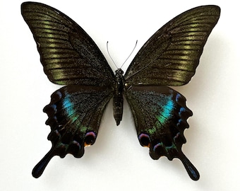 Papilio Maackii - Naturalized Emerald Green Butterfly - Entomological Specimen - Cabinet of Curiosities - Rare Tropical Insect for Collection
