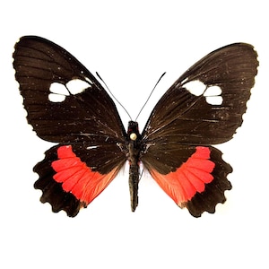 Parides Lysander - Naturalized Black and Red Butterfly - Tropical Insect - Cabinet of Curiosities - Rare Entomological Specimen