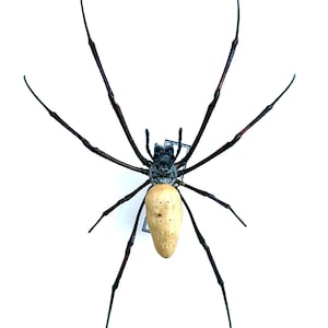 Nephila Vitiana Pinned A1 Quality - Unique Naturalized Spider - Entomology Specimen Cabinet of Curiosities for Decoration