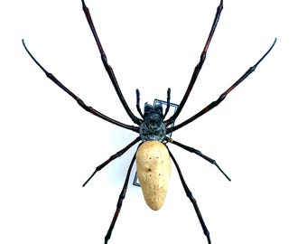 Nephila Vitiana przypięta do szpilek w jakości A1 – unikatowy, naturalizowany pająk – gabinet osobliwości entomologicznych do dekoracji