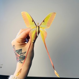 Può includere: Una grande falena colorata con ali gialle, arancioni e rosa è in mostra. La falena ha lunghe appendici. Le ali sono traslucide e l'insetto è presentato su uno sfondo neutro.