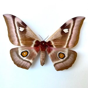 May include: A large moth with a wingspan of approximately 6 inches. The wings are a blend of brown, pink, and white, with distinctive eye-like markings. The body is a reddish-brown color, and the moth is set against a white background.