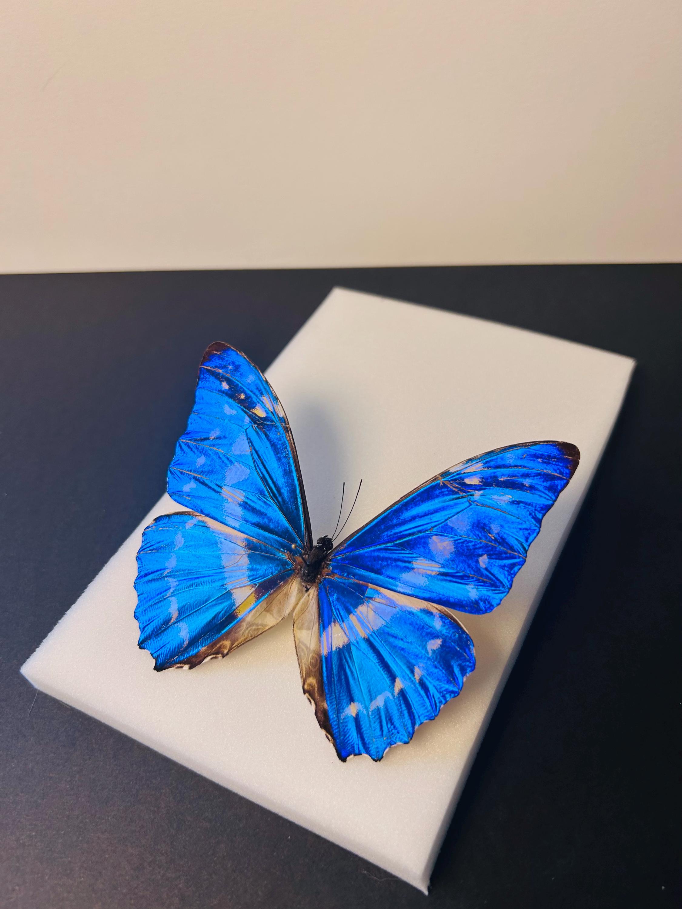 Morpho Cypris – Naturalized Metallic Blue Butterfly | Tropical