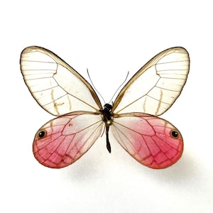 Cithaerias Pireta Aurorina Butterfly - Transparent wings and pink reflections - Individually naturalized insect - Rare & ethereal curiosity