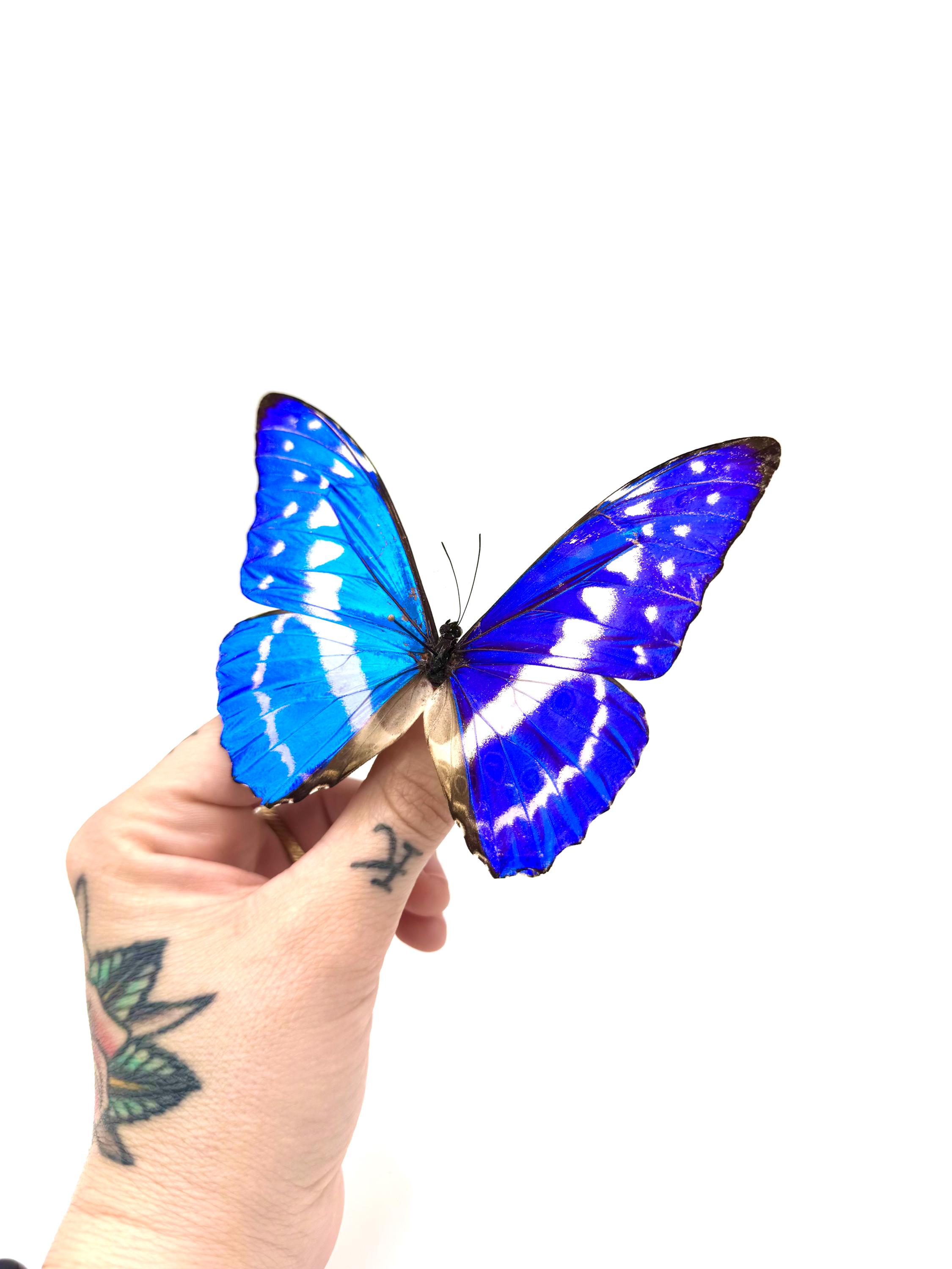 Naturalized Morpho Cypris – Fluorescent Metallic Blue With White