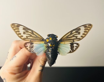Tosena Splendida - Black and blue cicada - Asian insect specimen for display cabinet of curiosities as a decorative item, or for collectors.