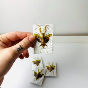 Puede incluir: Una colección de mantis religiosas preservadas. Los insectos se exhiben en pequeñas tarjetas blancas, mostrando sus intrincados detalles. Las mantis tienen un cuerpo marrón con alas verdes y marrones. La imagen está tomada sobre un fondo blanco.