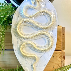 Trimeresurus Albolabris Snake Skeleton - In Blister - Unique Piece for Cabinet of Curiosities and Collection, Skeleton, Decoration