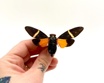 Tosena Paviei, cicala esotica – Insetto conservato – Grande cicala tropicale – Gabinetto delle curiosità – Esemplare raro