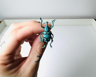Eupholus porioni preserved insect • Iridescent blue and green beetle A1 • Rare insect for cabinets of curiosities and decoration