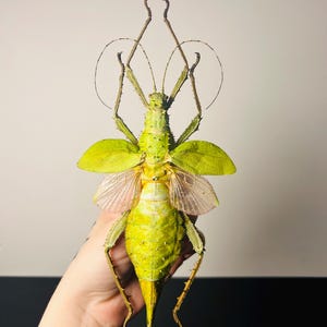 Heteropteryx dilatata female - Large green stick insect, preserved specimen - An impressive tropical insect, cabinet of curiosities