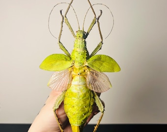 Jungle Nymph (heteropteryx Dilatata) Real Specimen Unframed. - Etsy