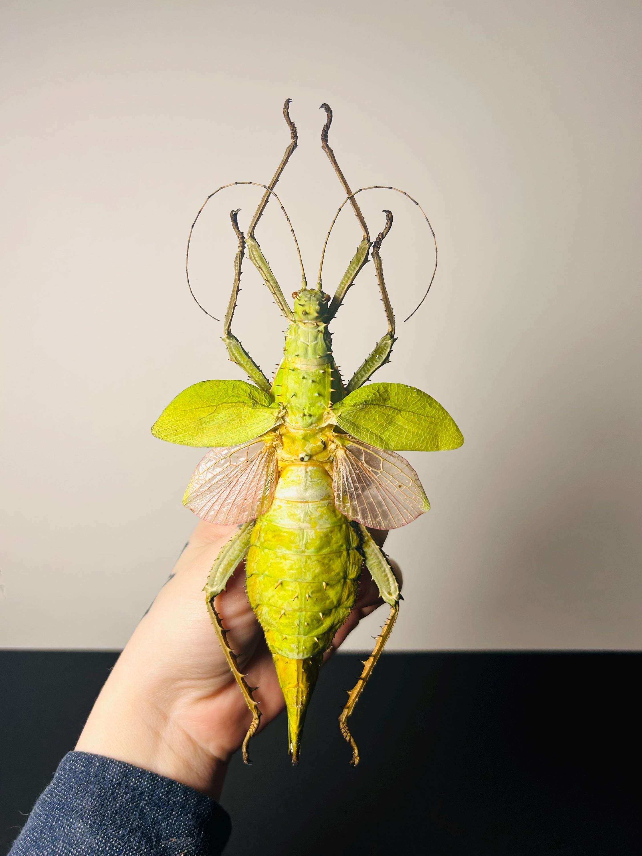 Heteropteryx Dilatata - Etsy