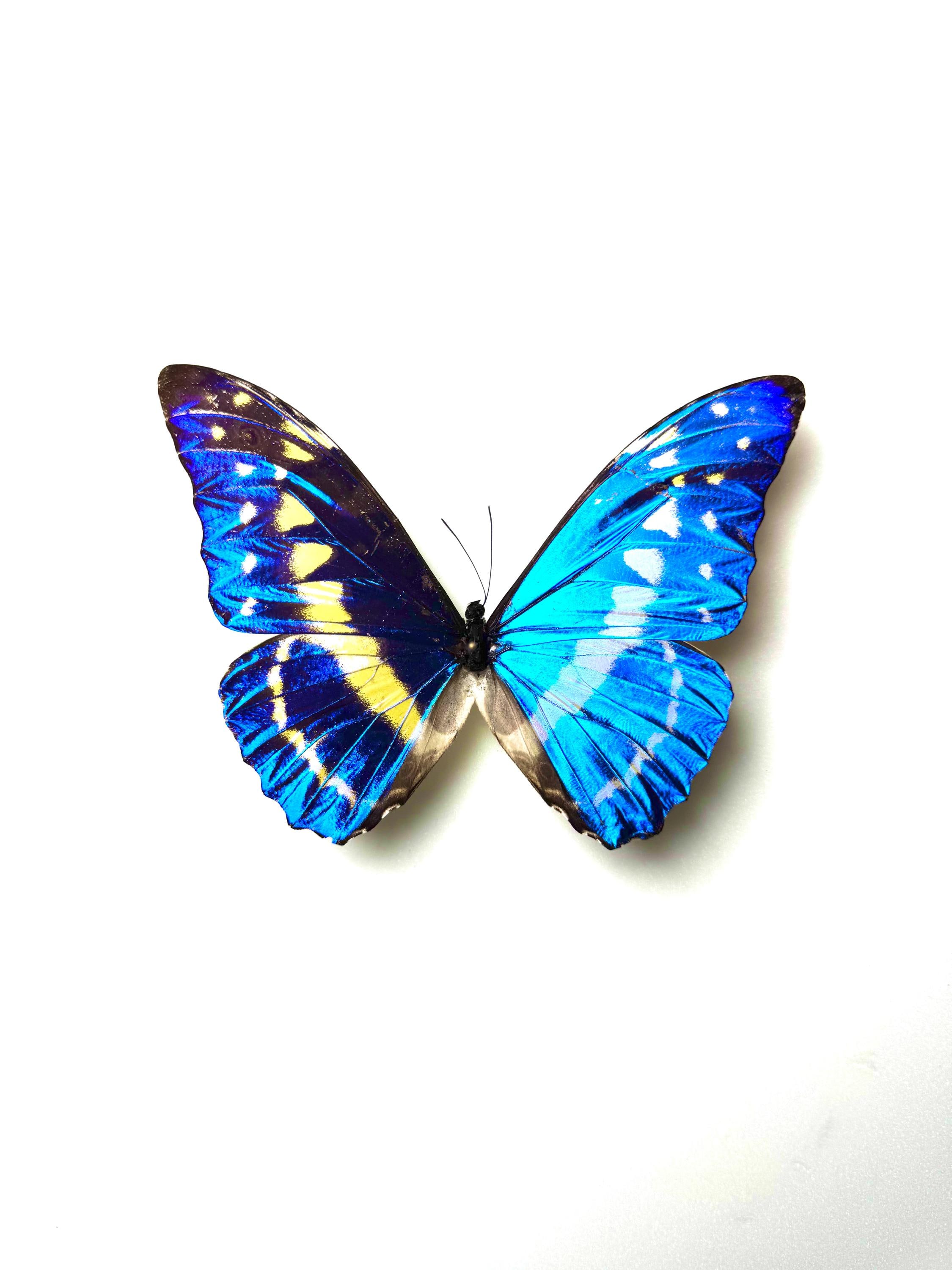 標本 Colombia Morpho cypris 100mm Naturalized Morpho Cypris – Fluorescent Metallic Blue With White