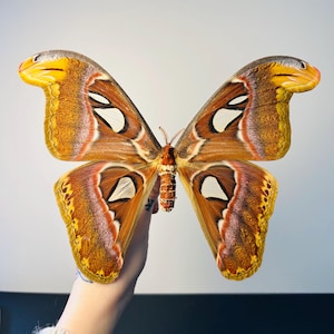 Attacus Atlas – Giant brown and orange preserved butterfly | Atlas butterfly from Asia for cabinets of curiosities and collection