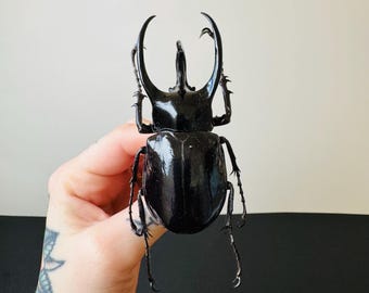 Chalcosoma atlas preserved insect • Black rhinoceros beetle • Giant insect for cabinets of curiosities and entomological decoration