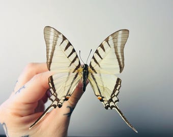 Papilio Maackii Swallowtail Butterfly China - CN, Butterfly