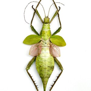 Heteropteryx Dilatata Female - Naturalized Large Green Stick Insect - Impressive Tropical Insect for Curio Cabinet or Collection