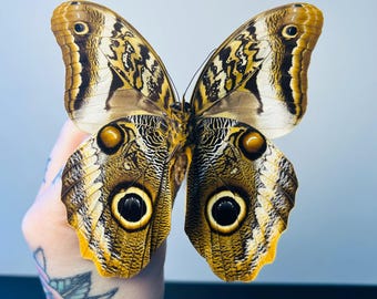 標本用品 Acantholophus  sp ゾウムシの一種 Acantholophus sp . - insects-BNE