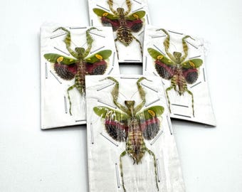 珍しいゴーストマンティスの剥製（額装済み） - Phyllocrania paradoxa