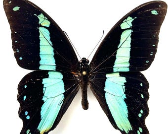 蝶の標本　インドの珍しいアゲハチョウ(A1) 蝶の標本 インドの美しいアゲハ(珍) - メルカリ