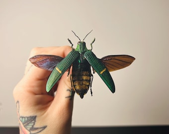 珍しい巨大タマムシの額入り剥製 - Megaloxantha concolor - Etsy 日本