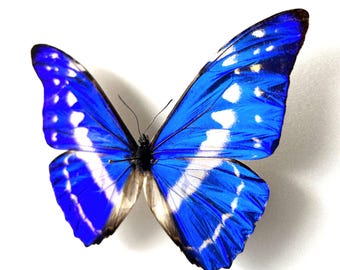 Morpho Cypris – Naturalized Metallic Blue Butterfly | Tropical