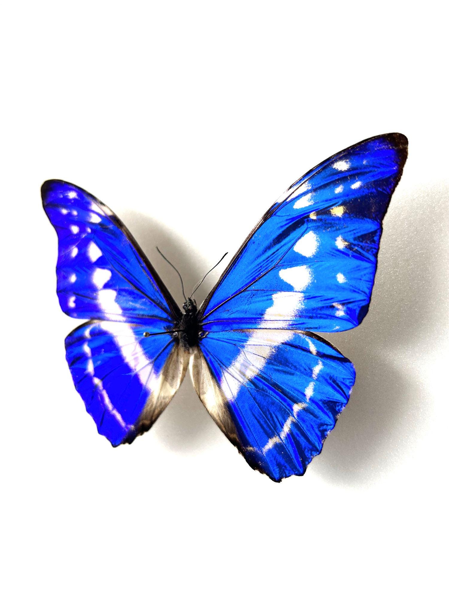Morpho Cypris – Naturalized Metallic Blue Butterfly | Tropical