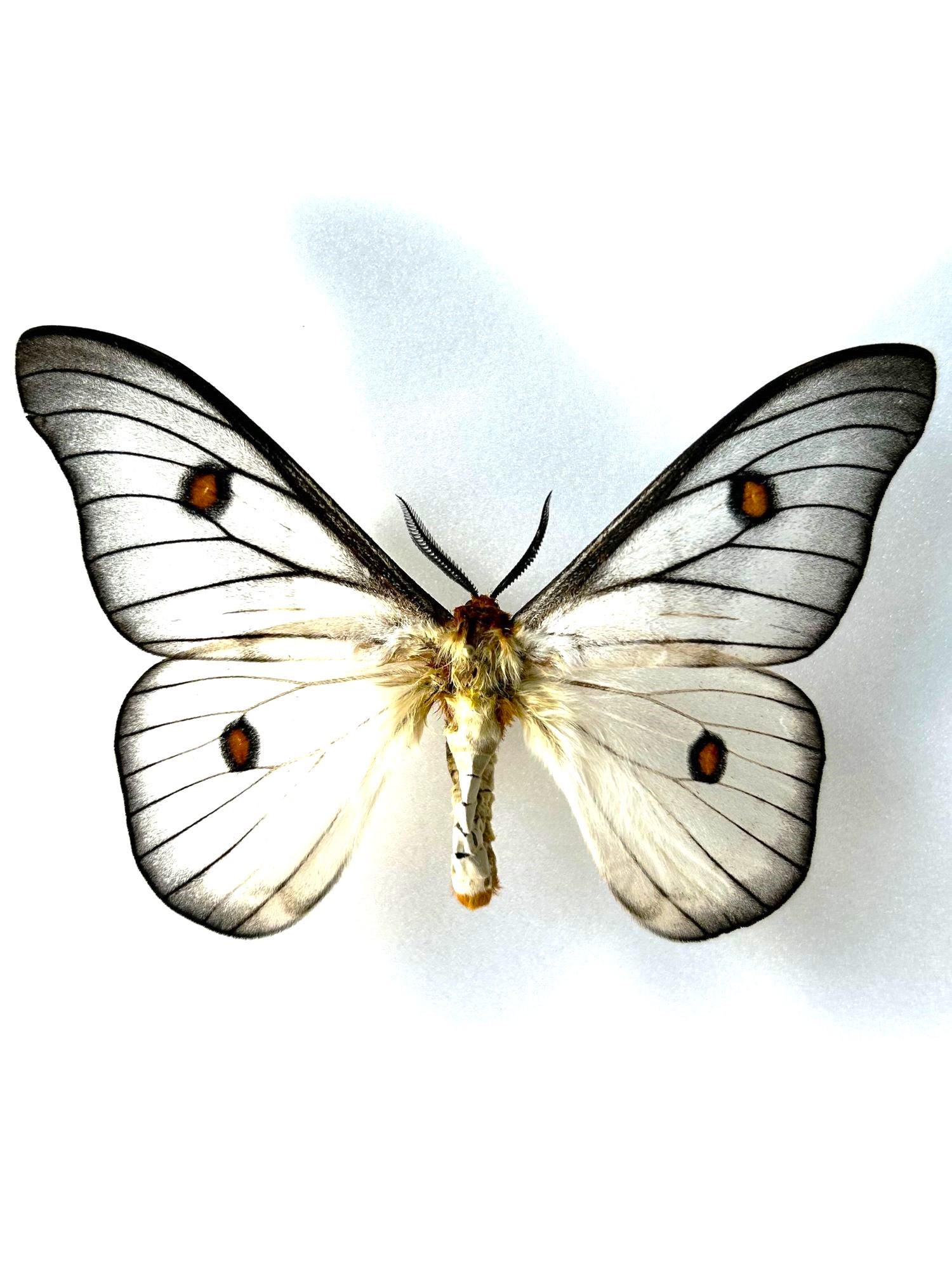 Ceranchia Apollina - Etsy