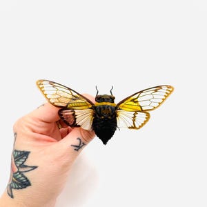 Può includere: Un esemplare di cicala conservato con un corpo nero scuro e una vivace fascia gialla sul torace. L'insetto presenta grandi ali traslucide con intricati motivi di venature marrone scuro e sezioni leggermente tinte di giallo alla base.