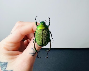 Calodema suhandae。タマムシ。コガネムシ。タマムシ科。収集品