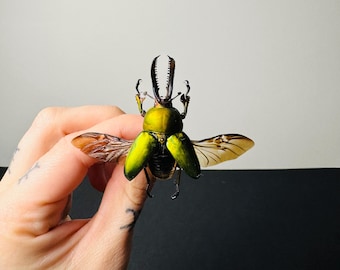 クリスマスビートル。本物の昆虫。昆虫標本。美しい昆虫。 - Etsy 日本