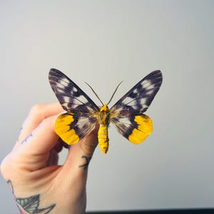 Naturaliserad Dysphania numana – Blå och orange mal, 8 cm – Fyratimsmal A1 – Entomologiskt exemplar