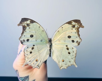 Salamis Parhassus – Naturalizowany afrykański motyl perłowobrzegi – Rozpiętość skrzydeł 7-9 cm – Pojedynczy okaz – Dekoracja gabinetu osobliwości