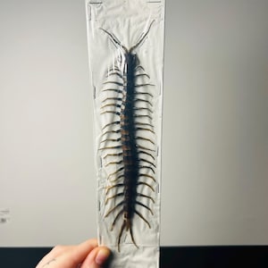 Scolopendra Mortisans in Blisterpackung – eingebürgerte Tausendfüßler, einzigartig in der Einheit – Kuriosität eines entomologischen Exemplars für das Kuriositätenkabinett