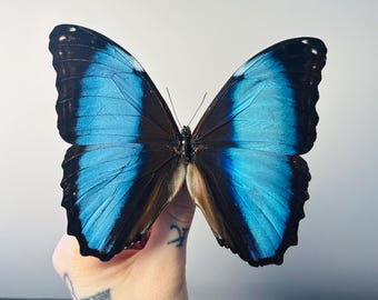 RARE Morpho Absoloni Butterfly, Mounted (wings Spread) in a Riker