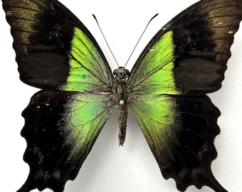 アゲハチョウの標本：アゲハチョウ、A1グレード - Etsy 日本