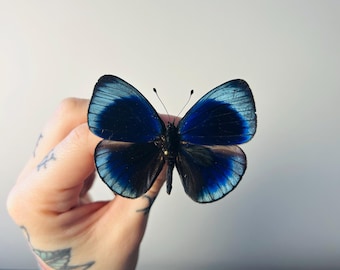 Morpho Juturna Light Blue Purple Butterfly Costa Rica RARE - Etsy