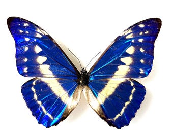 Morpho Cypris – Naturalized Metallic Blue Butterfly | Tropical