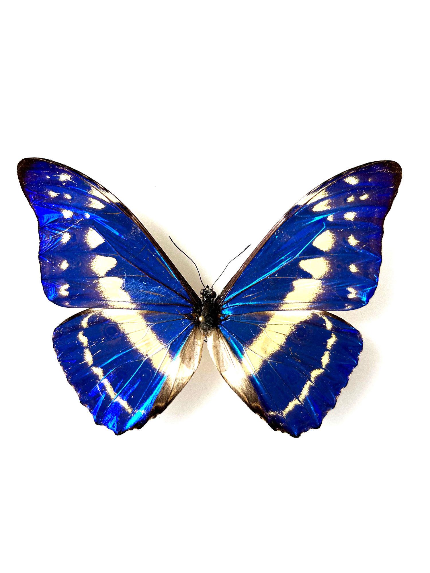Morpho Cypris – Naturalized Metallic Blue Butterfly | Tropical
