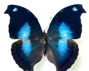 Napeocles Jucunda naturalized - Large iridescent blue butterfly from South America - A1 entomological specimen for collection or decoration