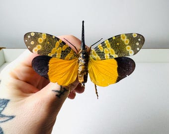 Sia ferox Indonesia (ID) - Pair of unmounted real cricket for